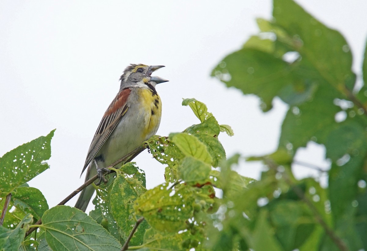 Dickcissel d'Amérique - ML621408303