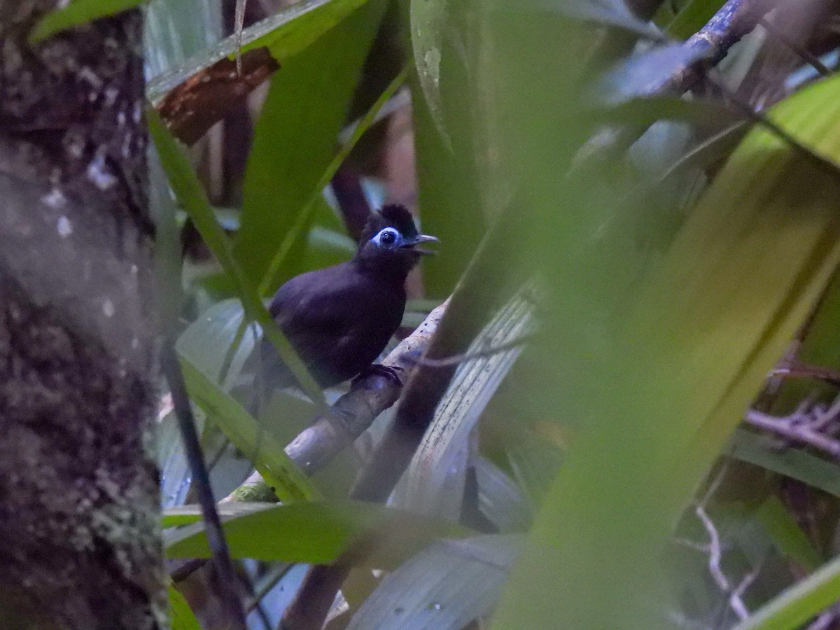 Sooty Antbird - ML621408335