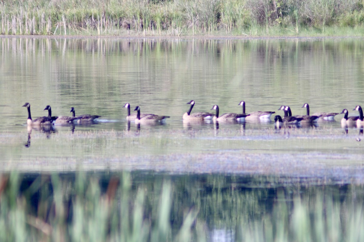 Canada Goose - ML621408381