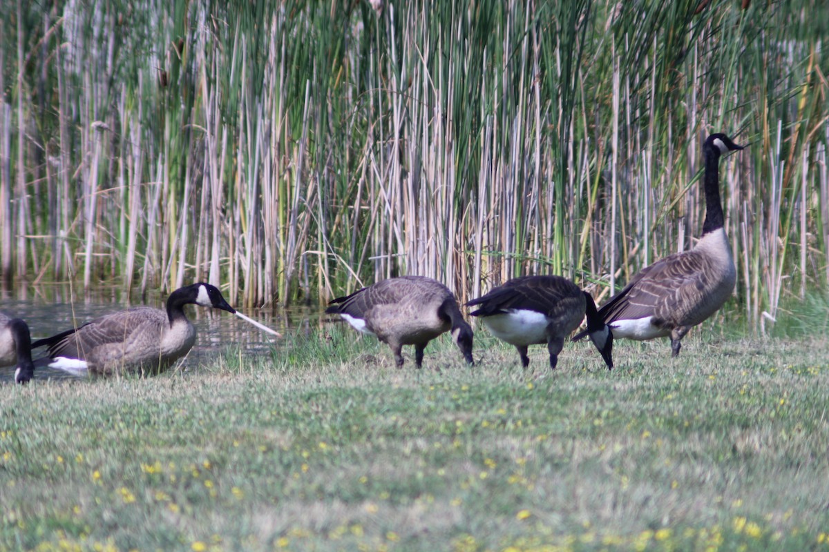 Canada Goose - ML621408382