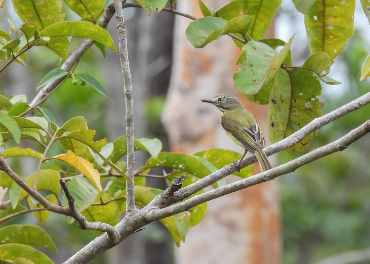 Stripe-necked Tody-Tyrant - ML621408383