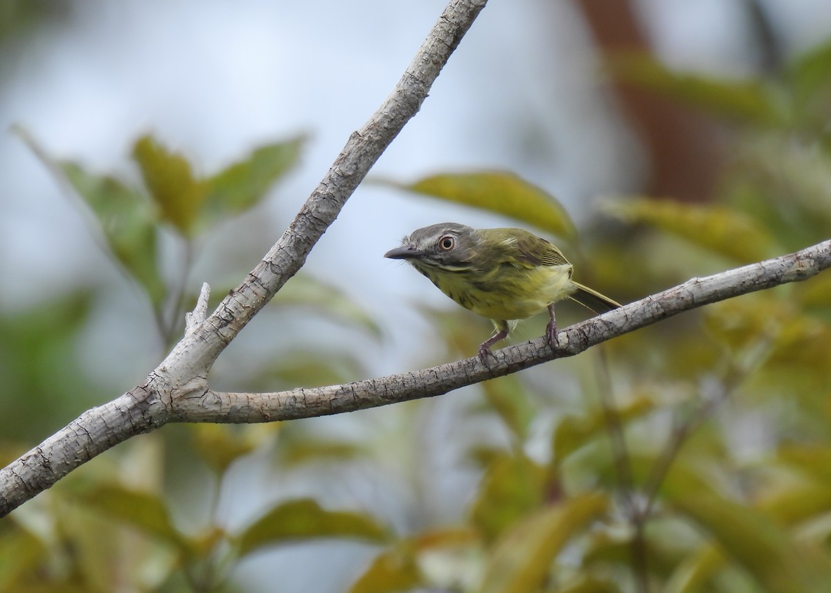 Stripe-necked Tody-Tyrant - ML621408384