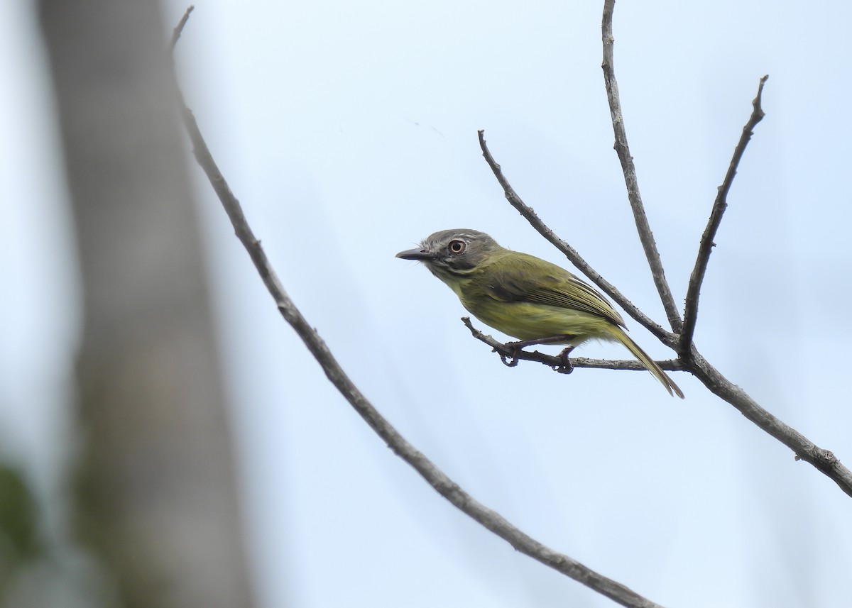 Stripe-necked Tody-Tyrant - ML621408385