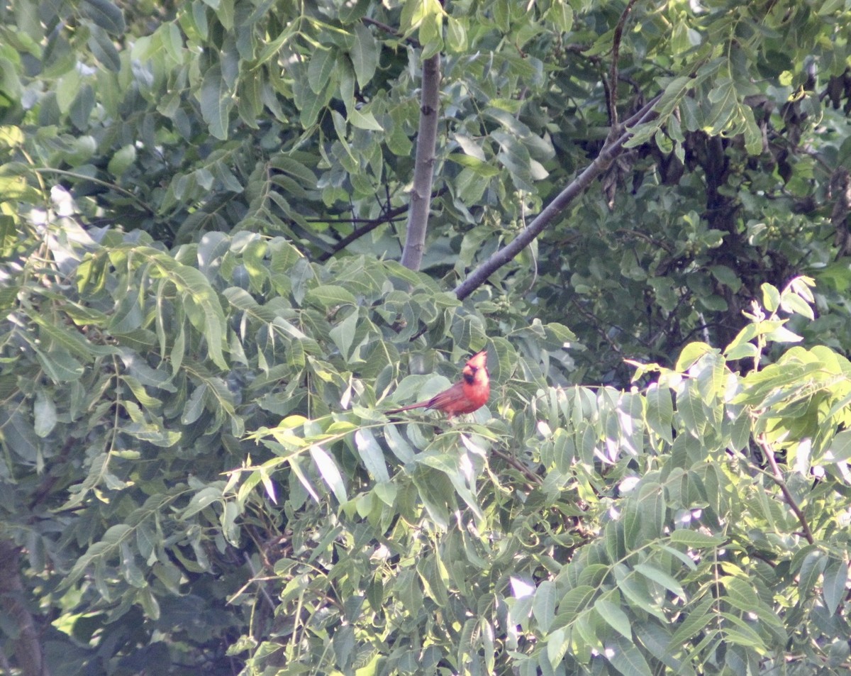 Northern Cardinal - ML621408387