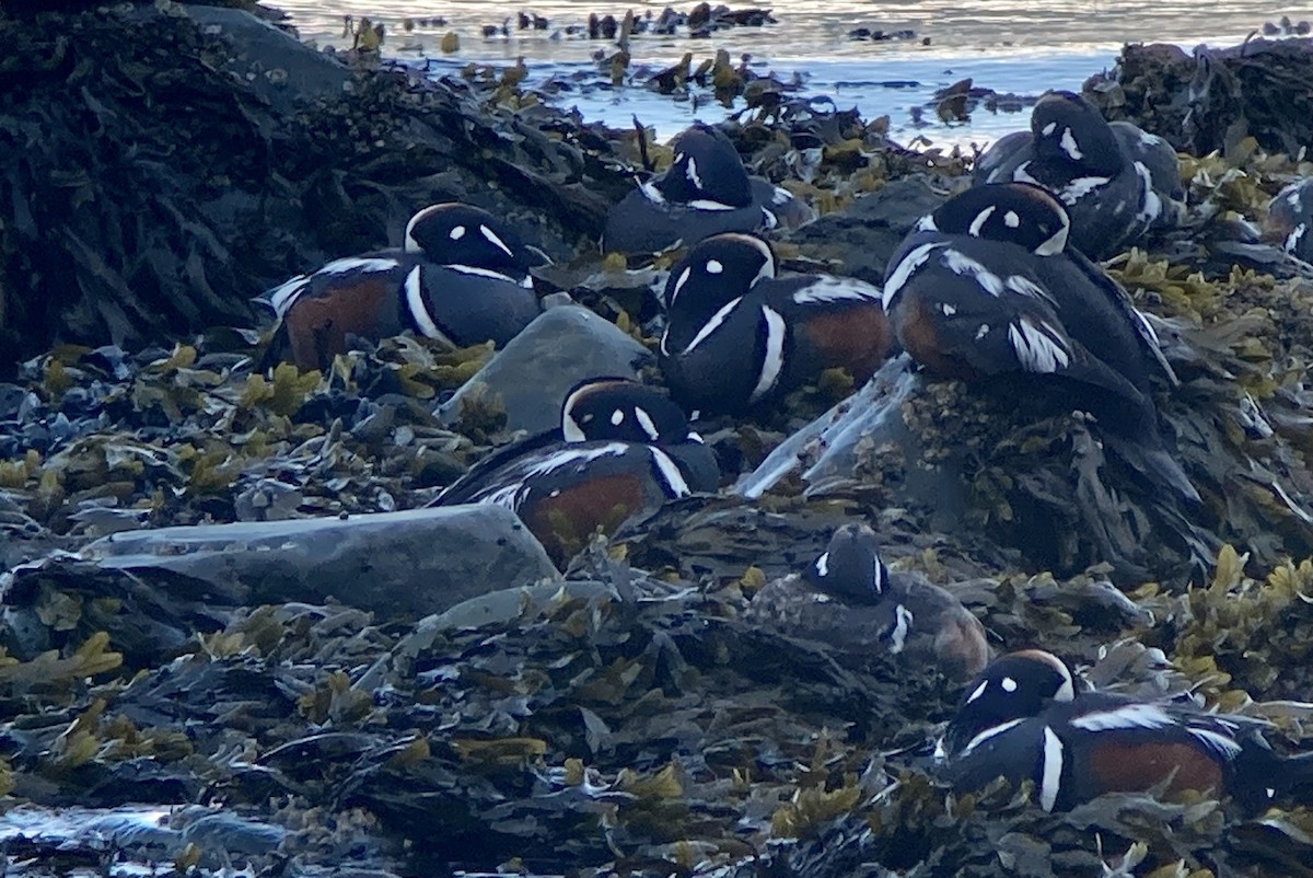 Harlequin Duck - ML621408434