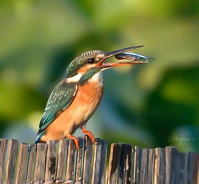 Common Kingfisher - ML621408459