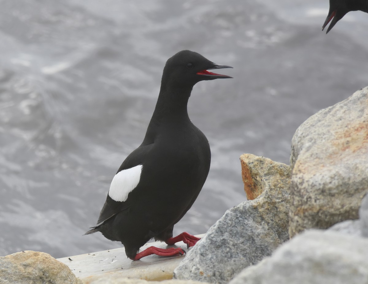 Black Guillemot - ML621408464