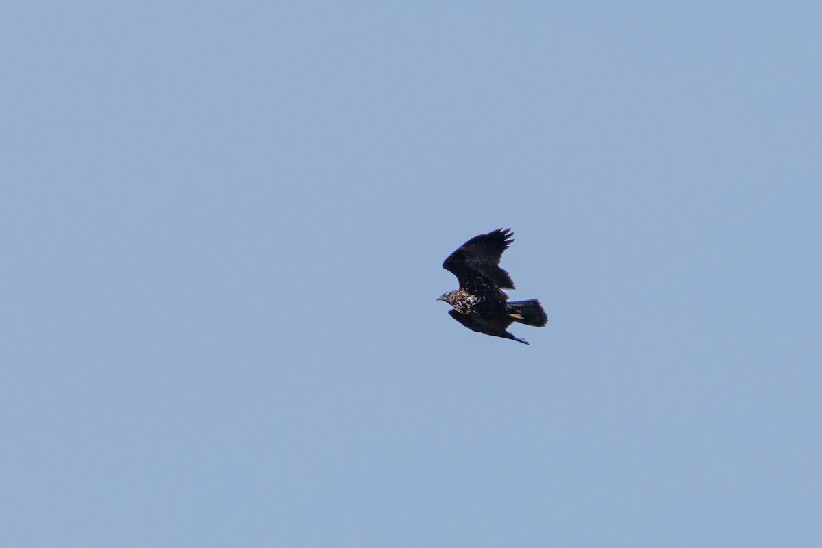 Black-chested Buzzard-Eagle - ML621408479