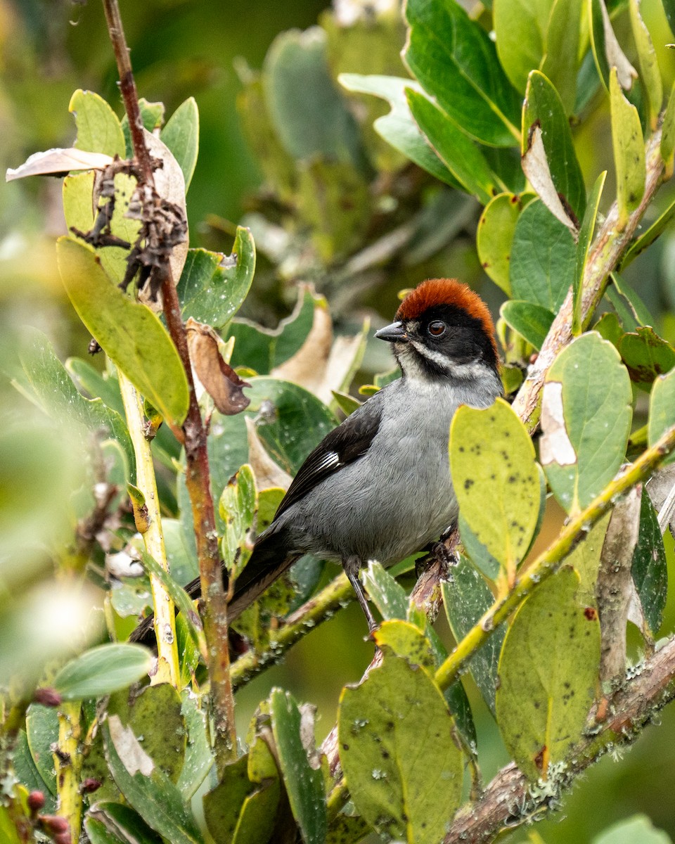 Northern Slaty Brushfinch - ML621408482