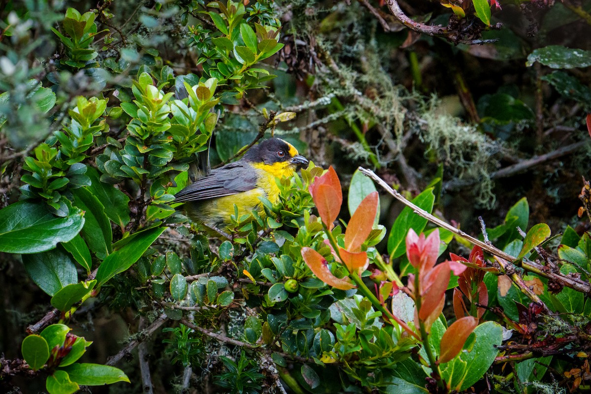 Pale-naped Brushfinch - ML621408487