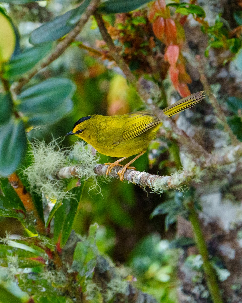 Black-crested Warbler - ML621408491