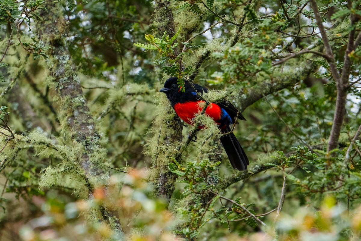 Scarlet-bellied Mountain Tanager - ML621408495