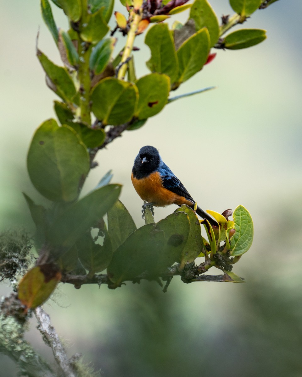 Blue-backed Conebill - ML621408510