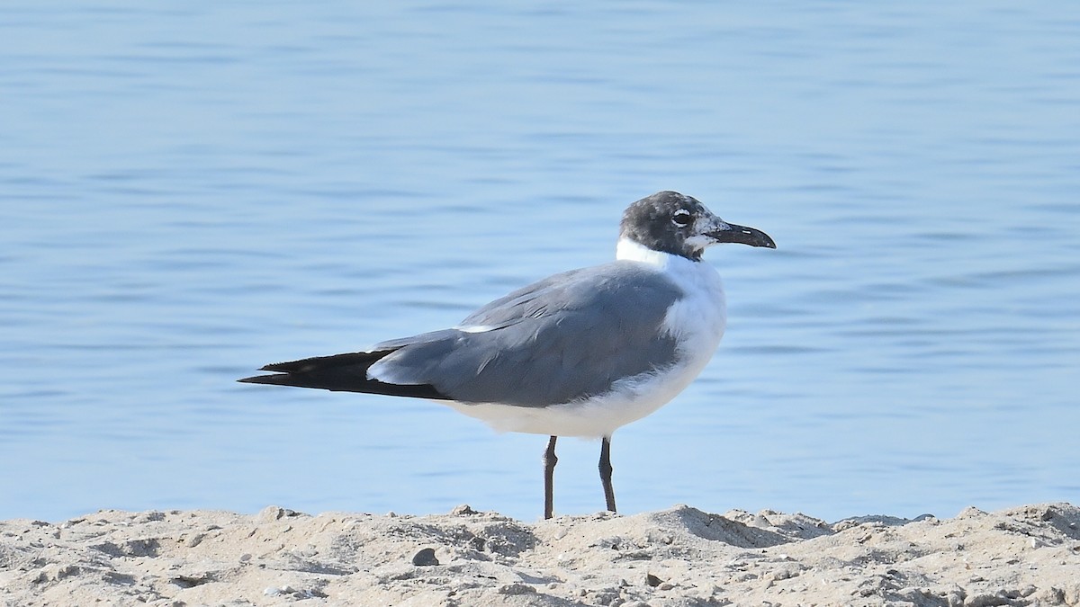 Laughing Gull - Gregg S