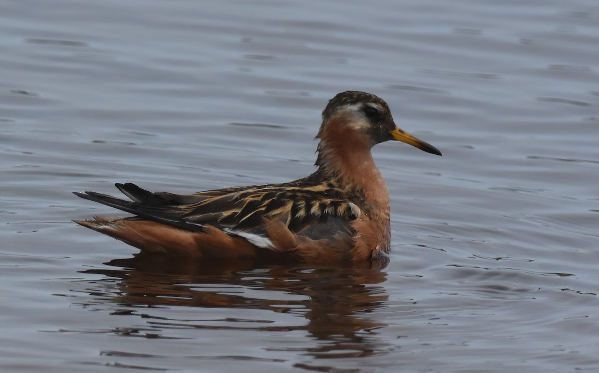 Phalarope à bec large - ML621408546