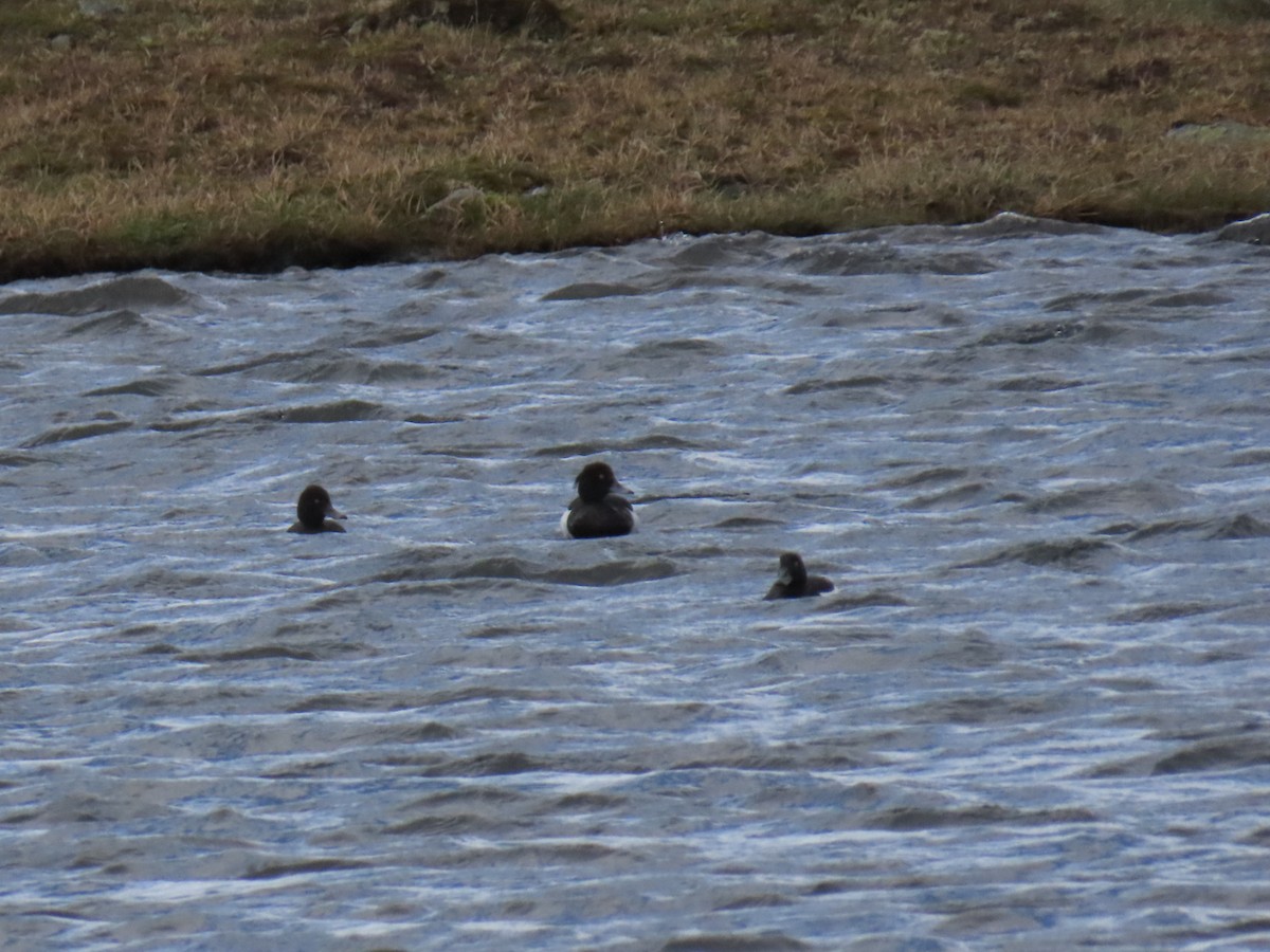 Tufted Duck - ML621408554