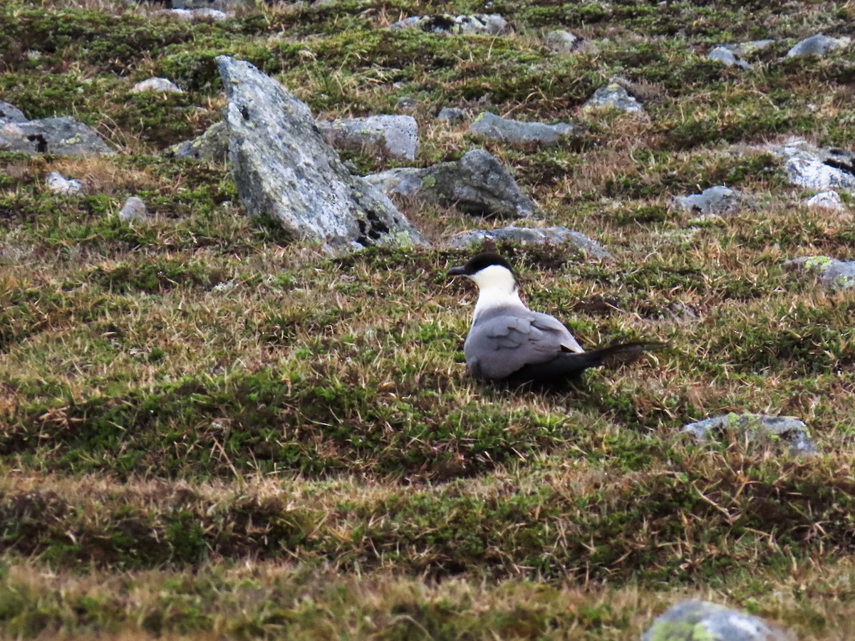 Long-tailed Jaeger - ML621408565