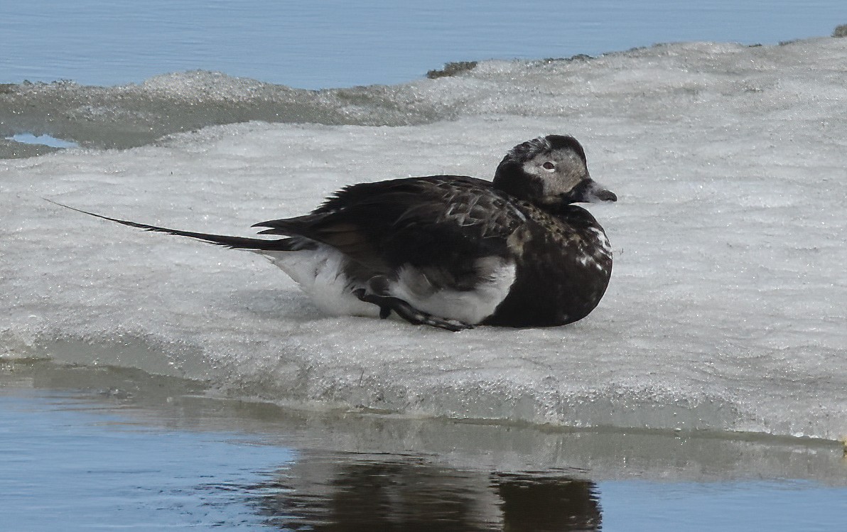 Long-tailed Duck - ML621408591