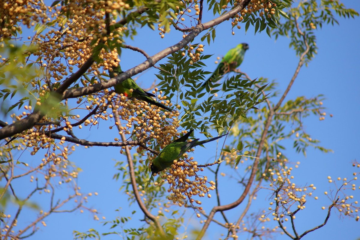 Nandai aratinga - ML621408592