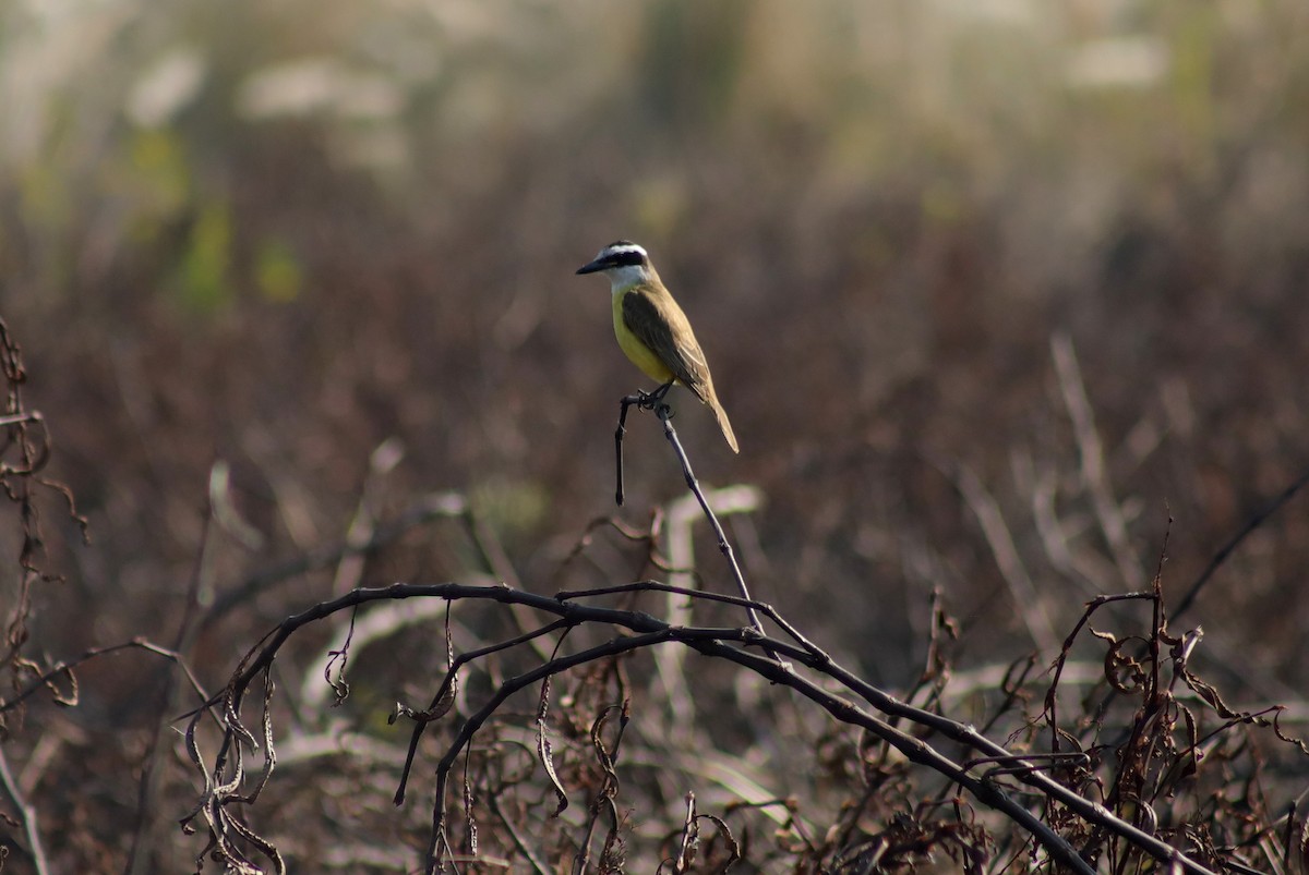 Great Kiskadee - ML621408602