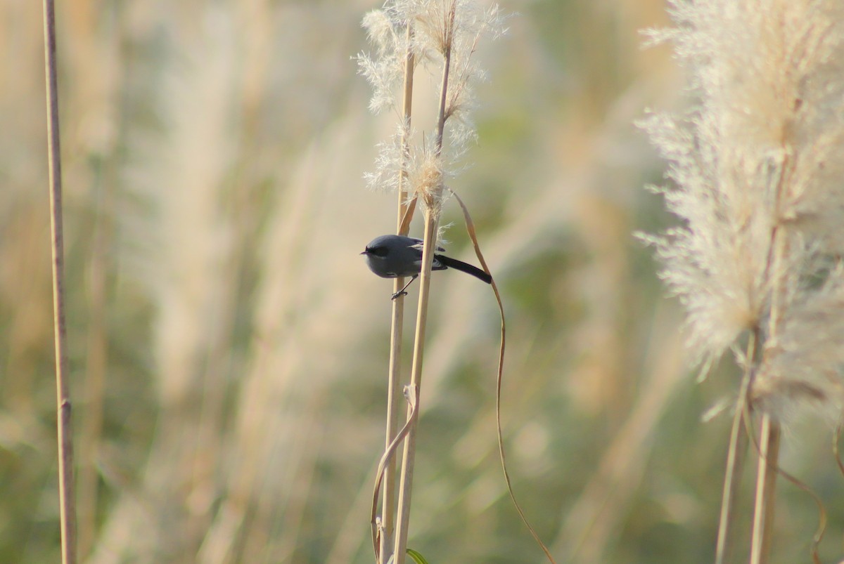 Masked Gnatcatcher - ML621408611