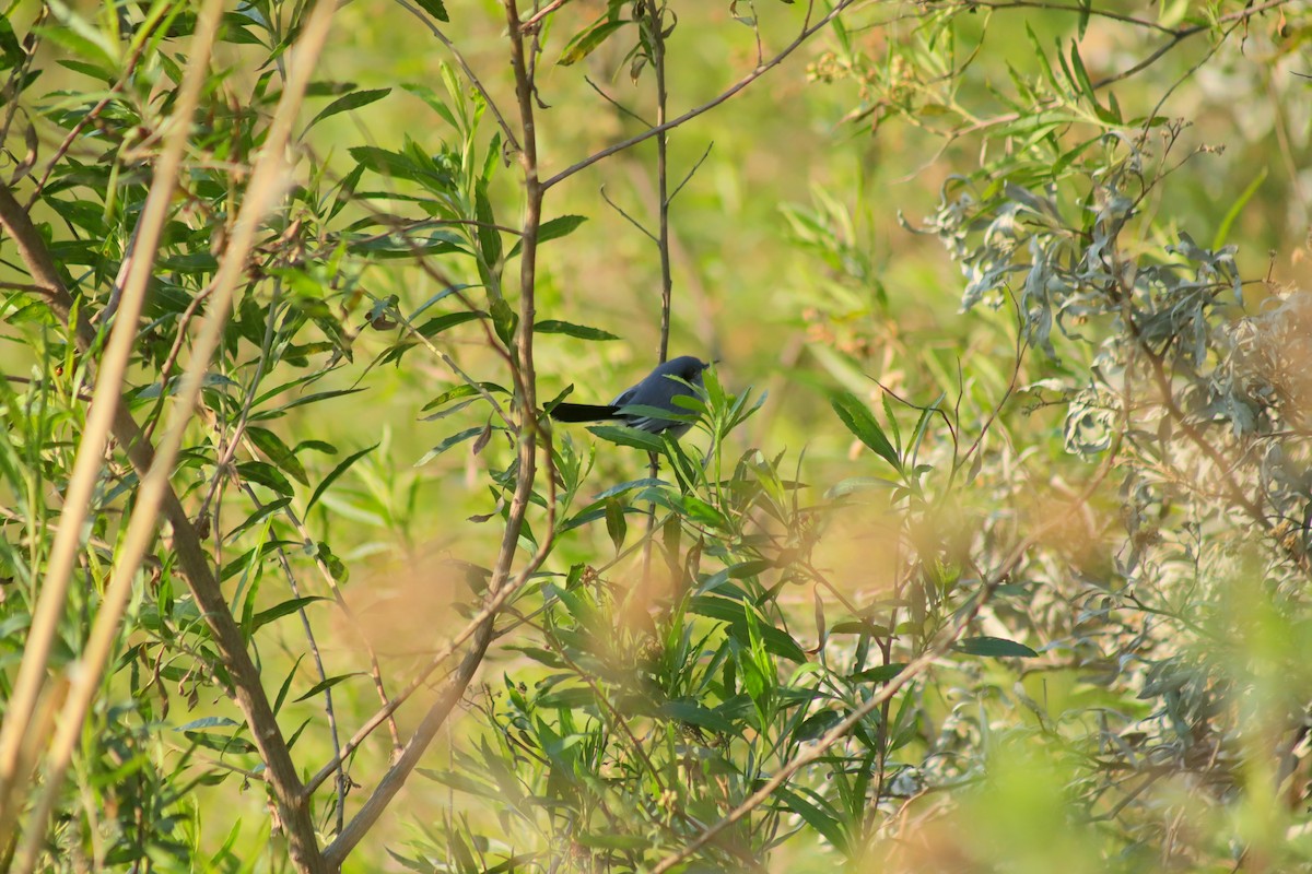 Masked Gnatcatcher - ML621408613