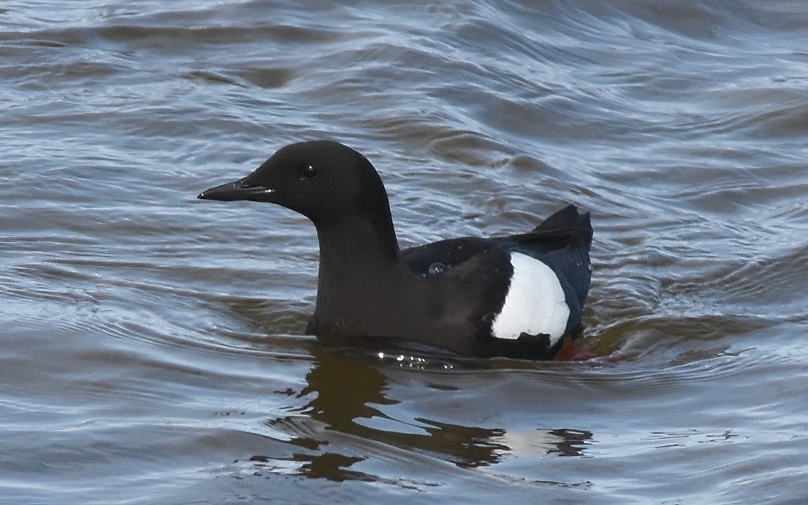 Black Guillemot - ML621408616