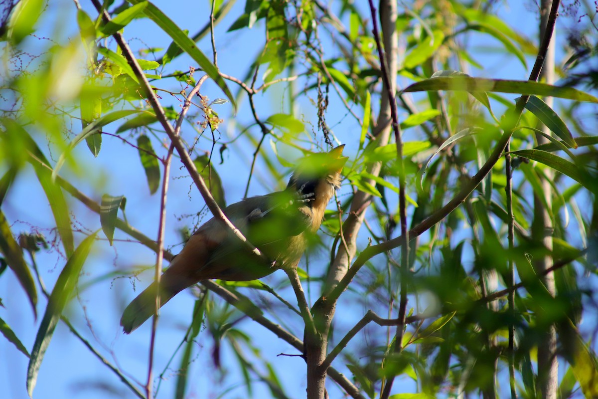 Golden-billed Saltator - ML621408661