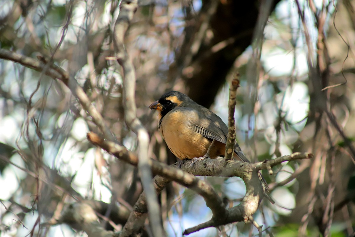 Golden-billed Saltator - ML621408664