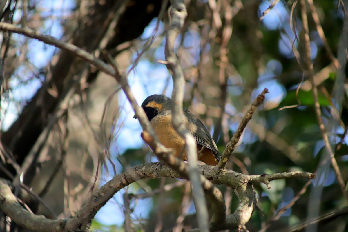 Saltator à bec orange - ML621408665