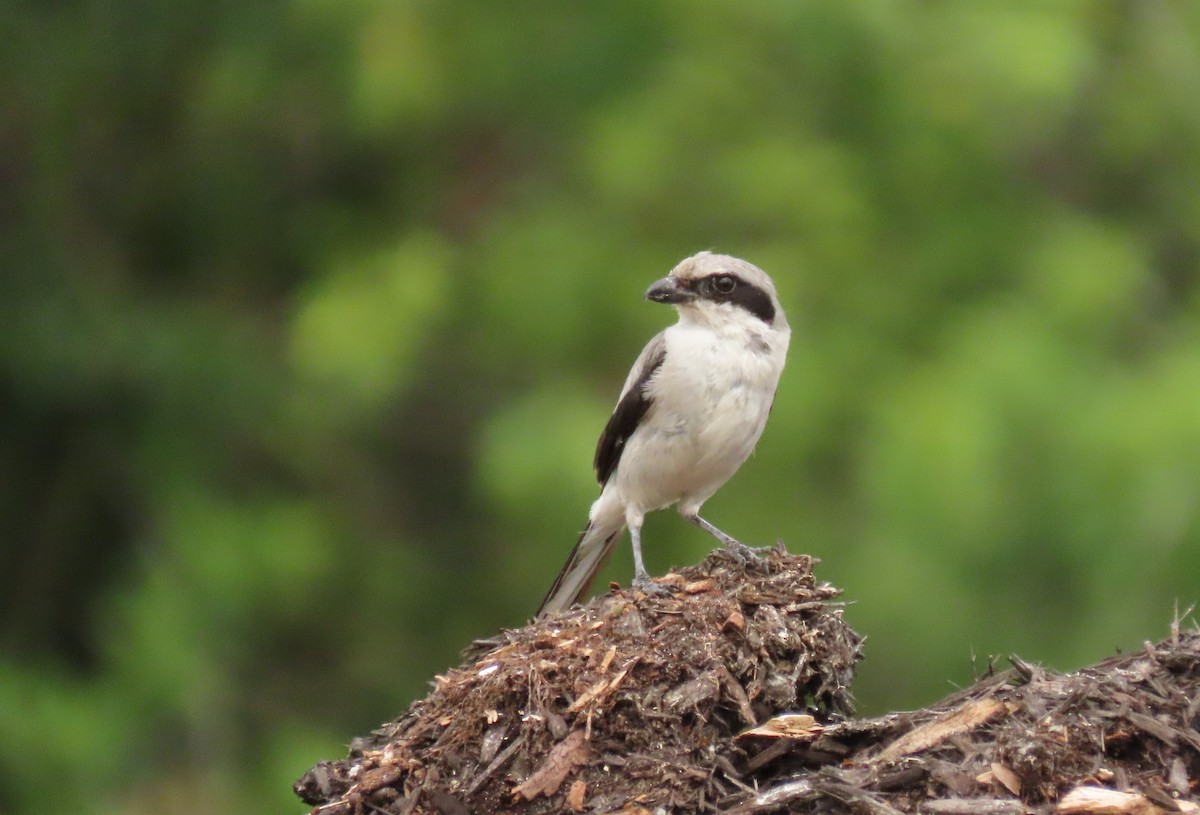 Loggerhead Shrike - ML621408698