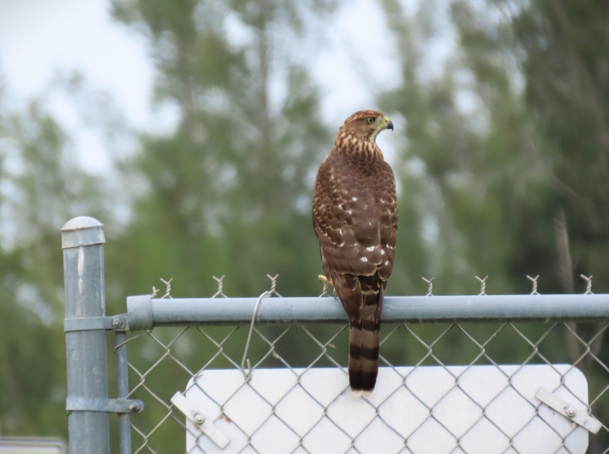 Cooper's Hawk - ML621408699