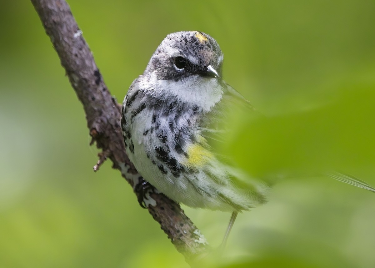 Reinita Coronada (coronata) - ML621408852