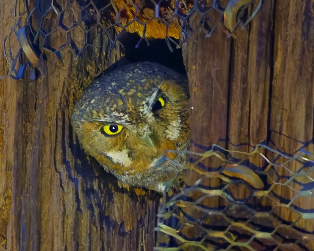 Elf Owl - ML621408923