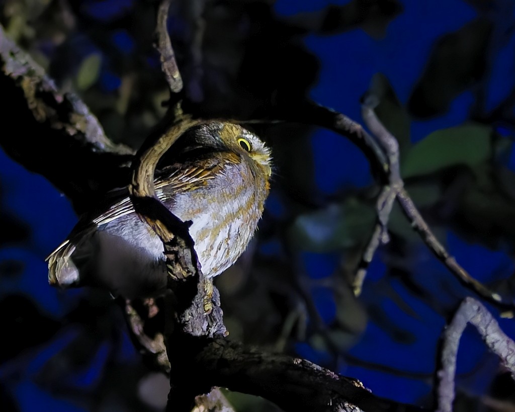 Elf Owl - ML621408924