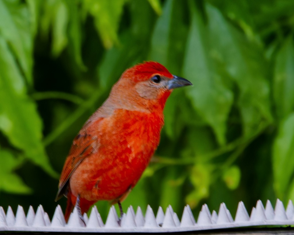 Hepatic Tanager - ML621408938