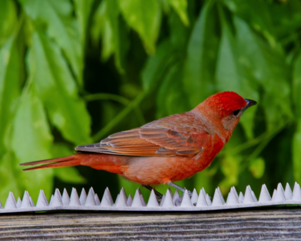 Hepatic Tanager - ML621408939