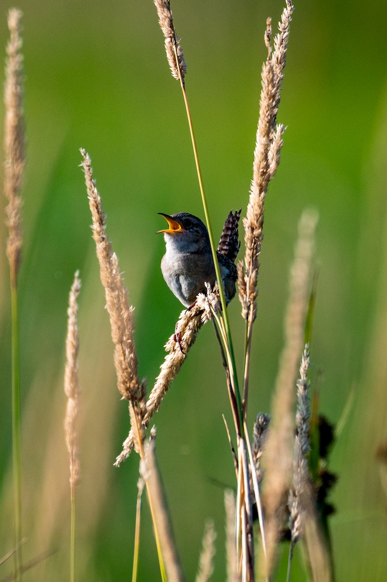 Sedge Wren - ML621408953