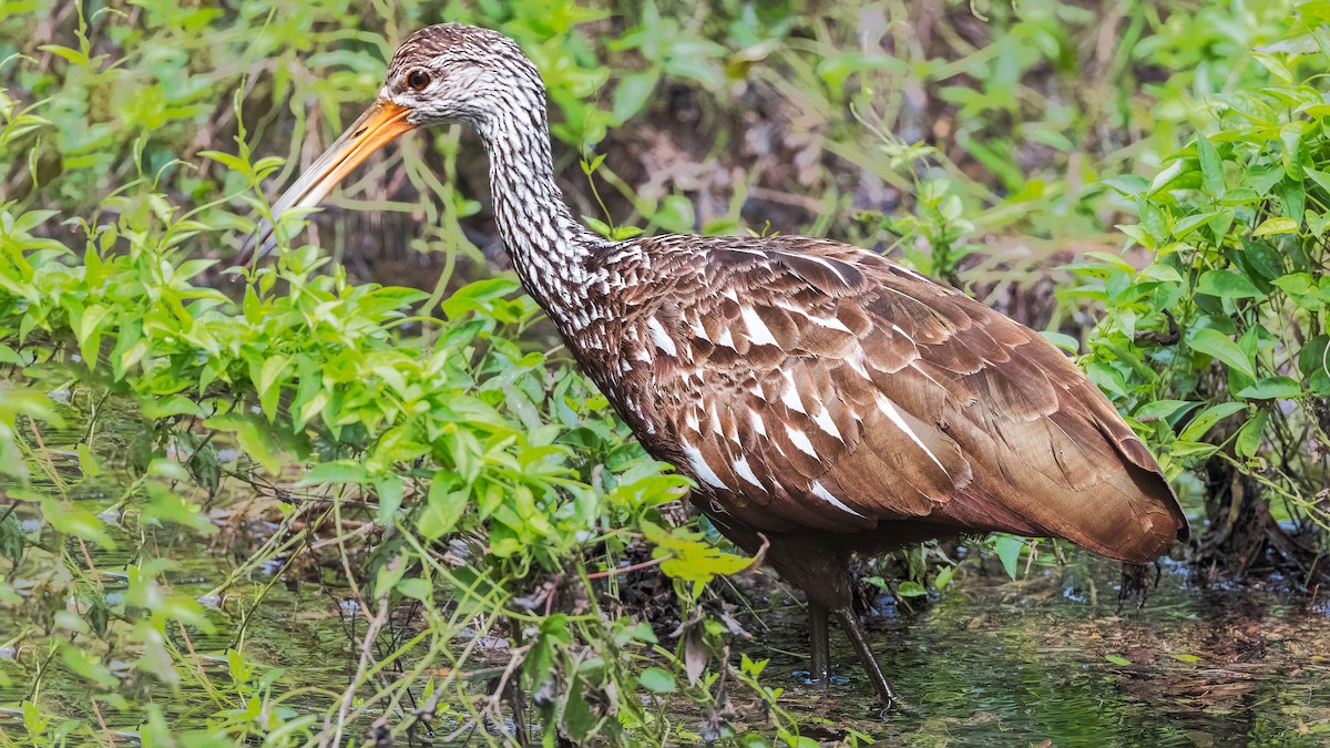 Limpkin - ML621408987