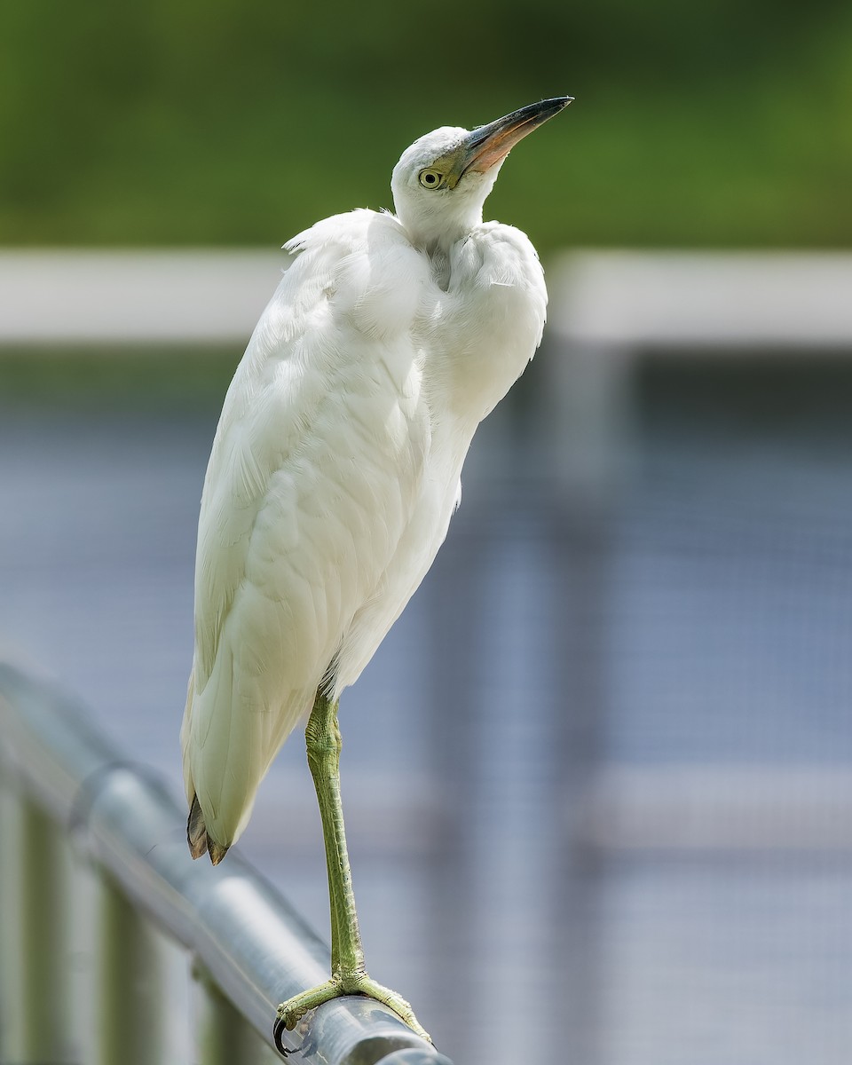 Little Blue Heron - ML621409008