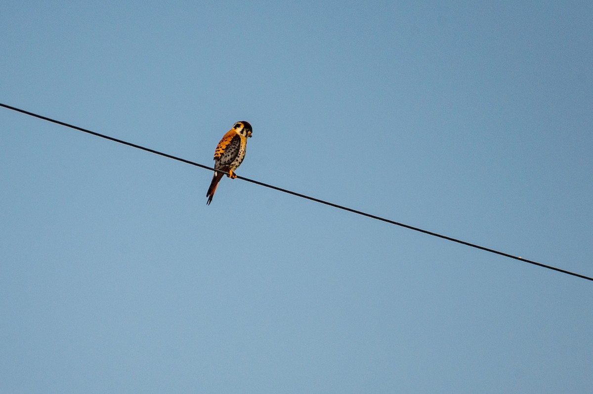 American Kestrel - ML621409011