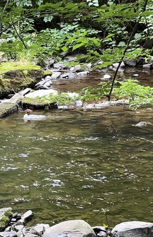 morčák velký - ML621409084