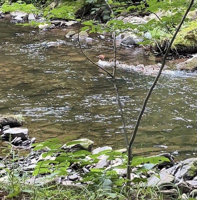 morčák velký - ML621409085