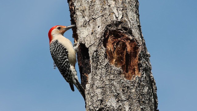 Red-bellied Woodpecker - ML621409103