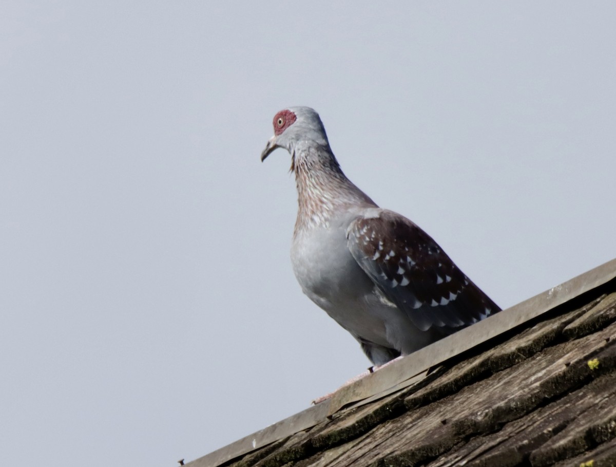 Speckled Pigeon - ML621409119