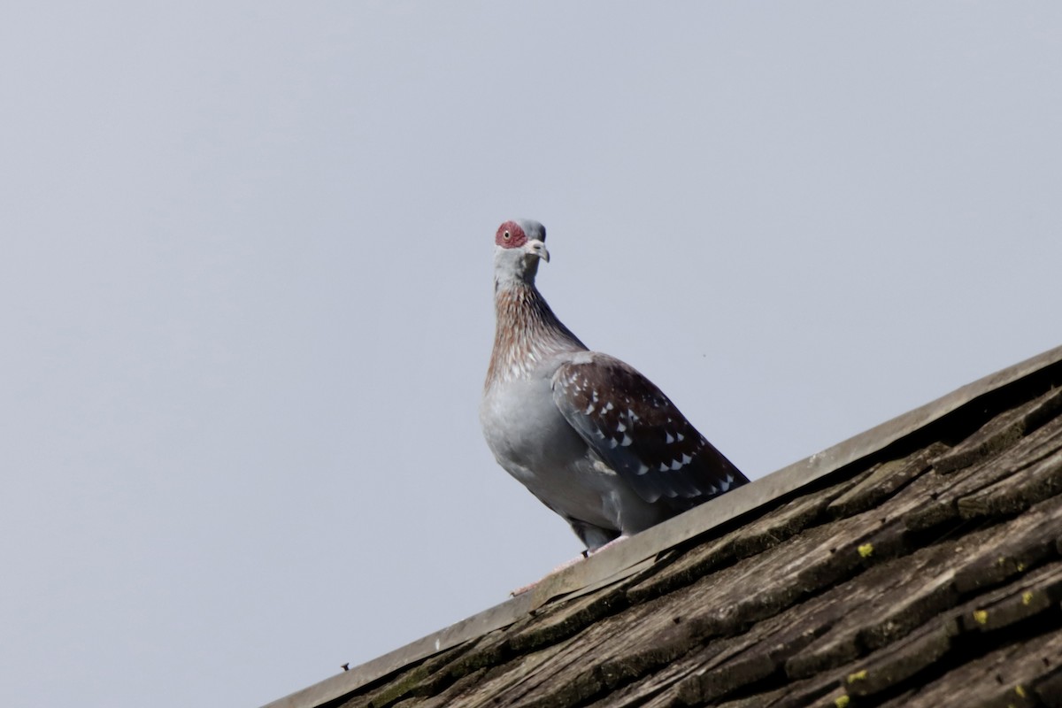 Speckled Pigeon - ML621409120