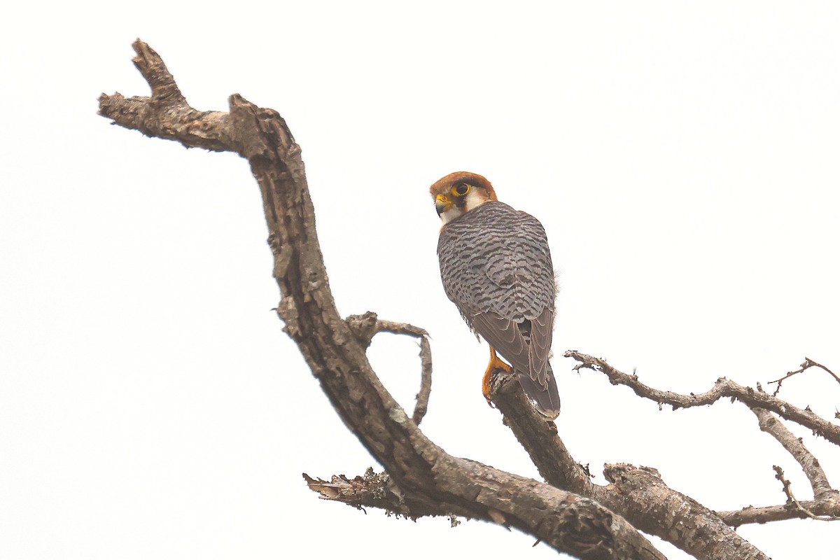 Red-necked Falcon (African) - ML621409122