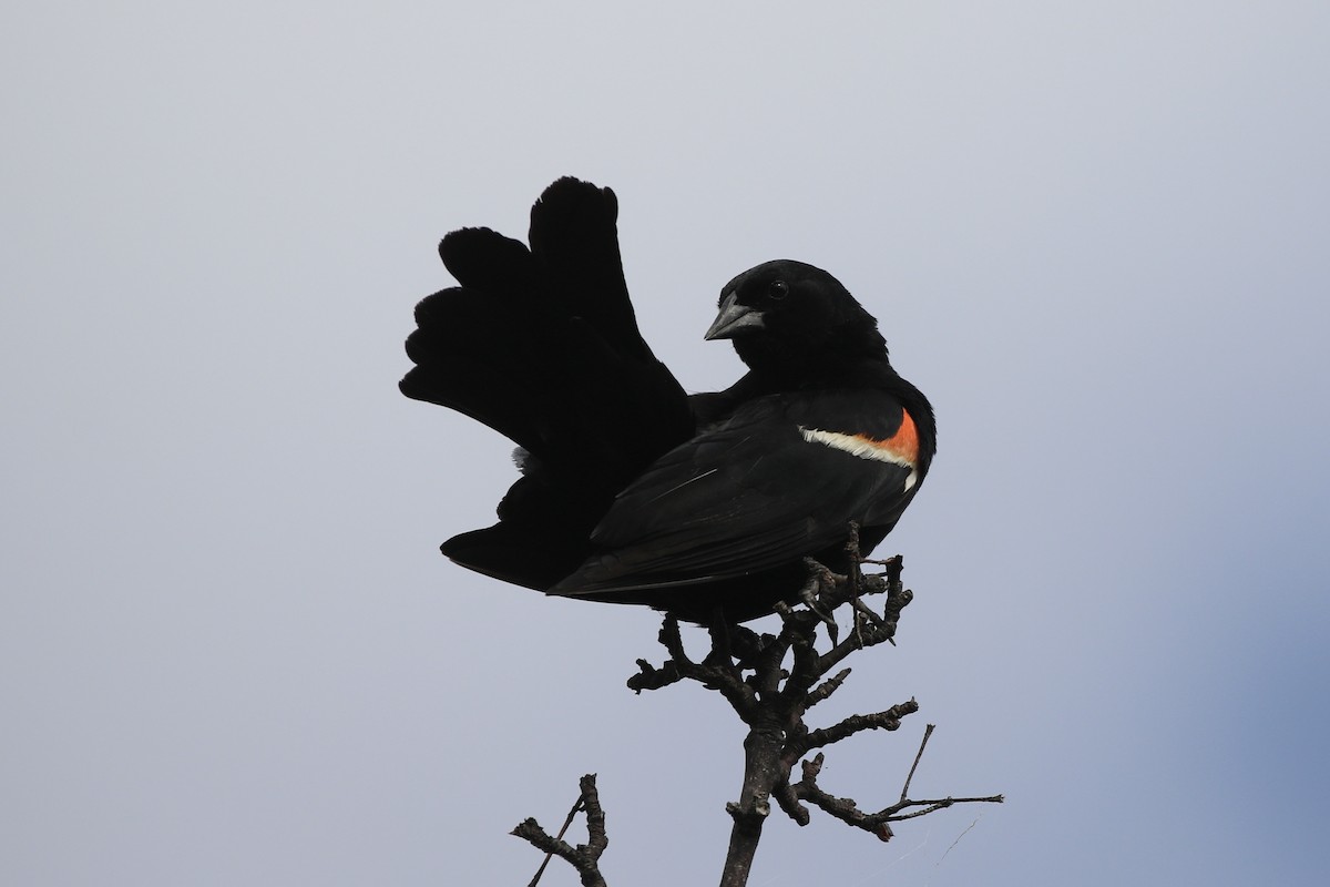 Red-winged Blackbird - ML621409129