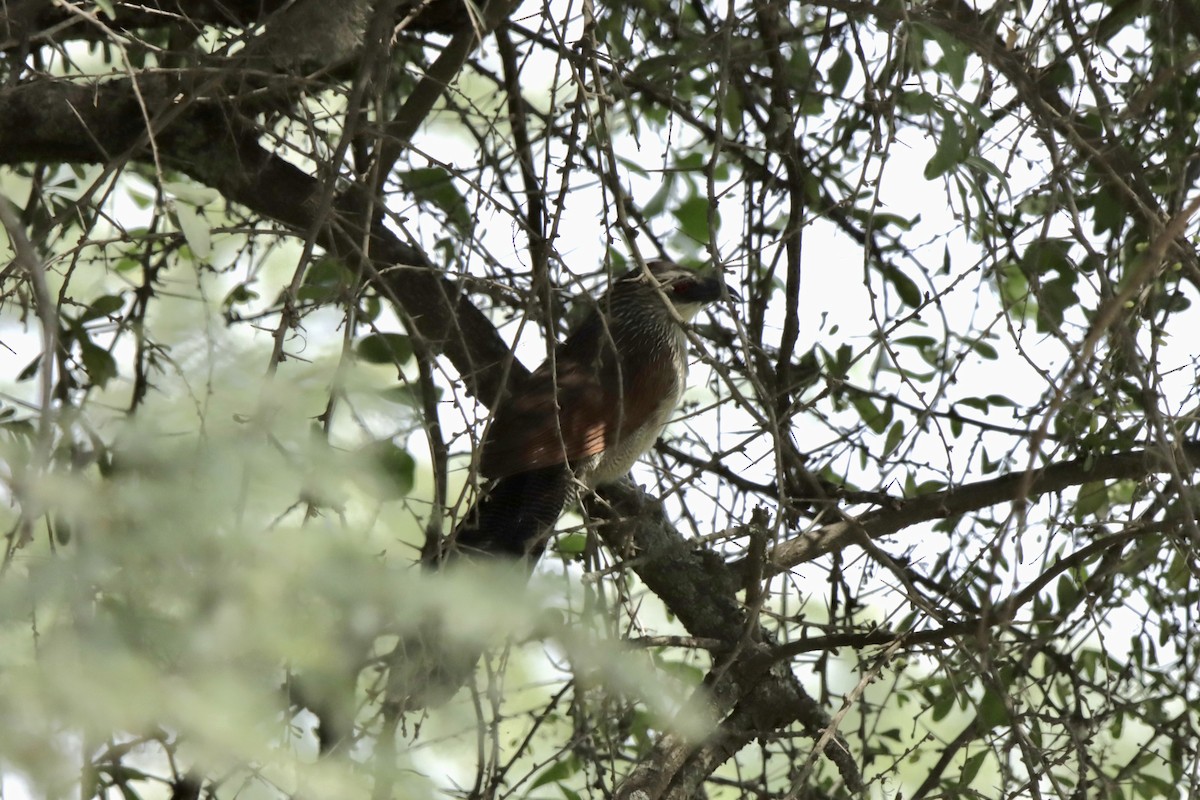 White-browed Coucal - ML621409134
