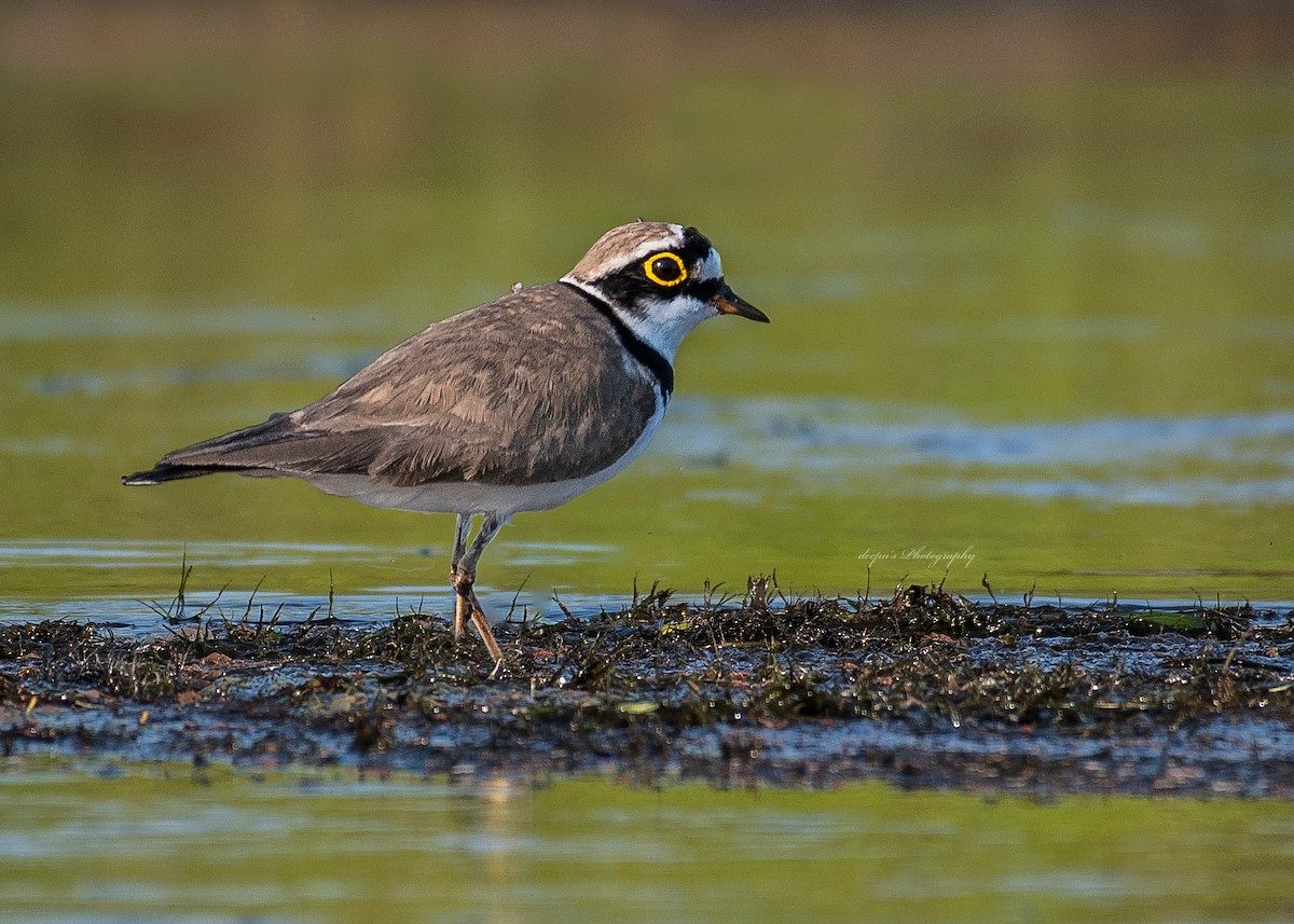 Little Ringed Plover - ML621409149